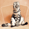 Memory Puzzle Cat Match